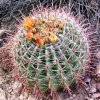 Ferocactus_wislizenii